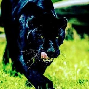 Meet your Posher, Lamont